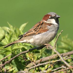 Sparrow
