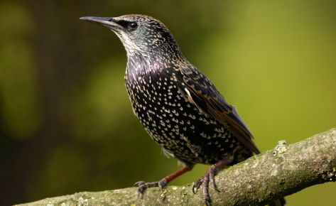 Starling
