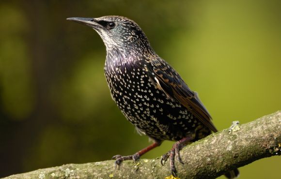 Starling