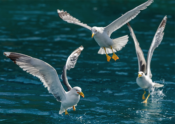 Seagull