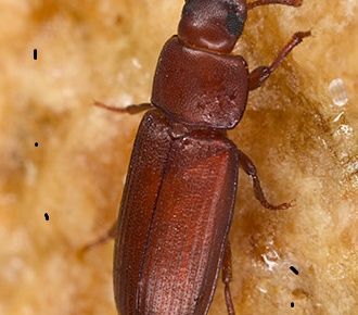 Flour Beetle